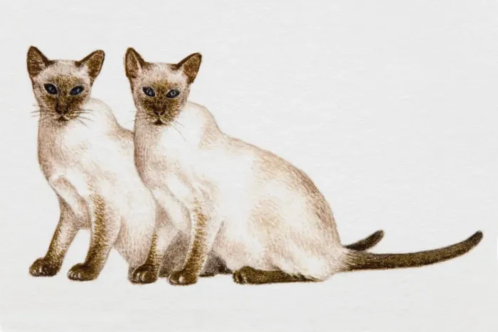 Framed Print : Two domestic cats