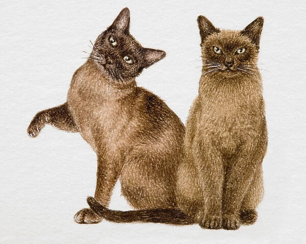 Two domestic cats