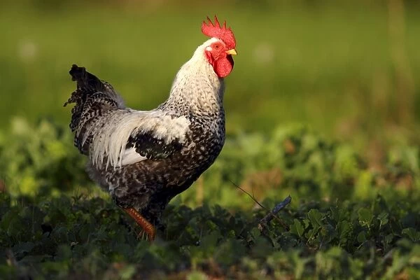 Domestic chicken -Gallus gallus domesticus-, rooster standing in cabbage patch, Baltic island of Fehmarn, East Holstein, Schleswig-Holstein, Germany, europe