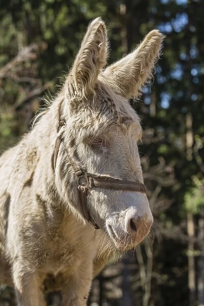 Domestic Donkey -Equus asinus asinus-, albino, Tyrol, Austria