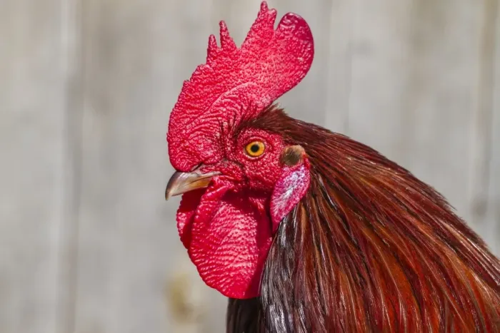 Framed Print : Domestic Fowl -Gallus domesticus-, portrait Framed Print : Domestic Fowl -Gallus domesticus-, portrait