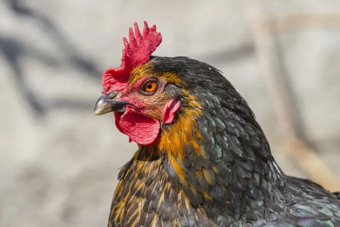 Framed Print : Domestic Fowl -Gallus domesticus-, portrait Framed Print : Domestic Fowl -Gallus domesticus-, portrait