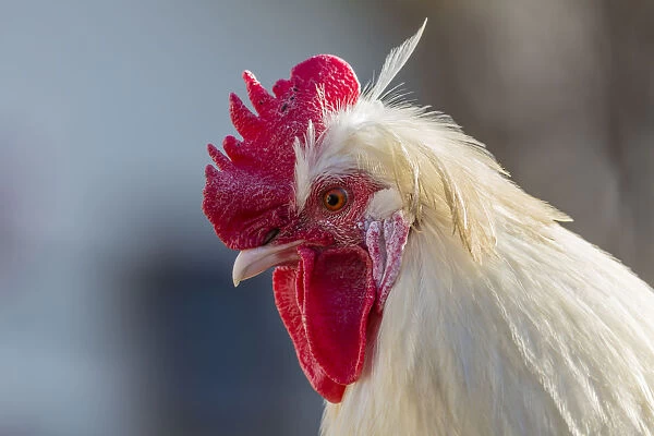 Domestic fowl, rooster, Tyrol, Austria