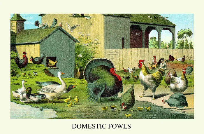 Framed Print : Domestic Fowls Framed Print : Domestic Fowls