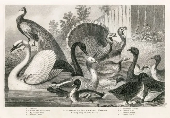Framed Print : Domestic fowls engraving 1872 Framed Print : Domestic fowls engraving 1872