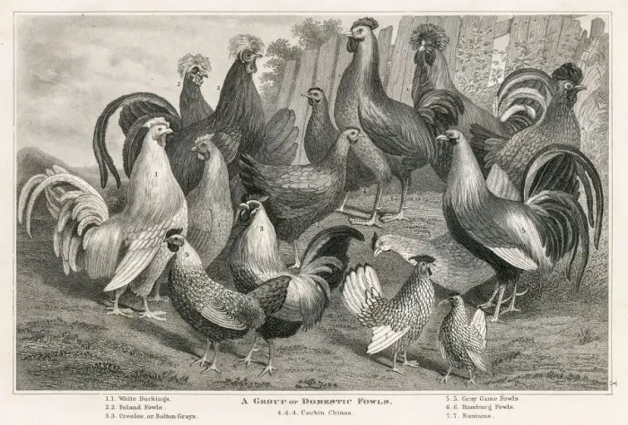 Framed Print : Domestic fowls engraving 1873 Framed Print : Domestic fowls engraving 1873