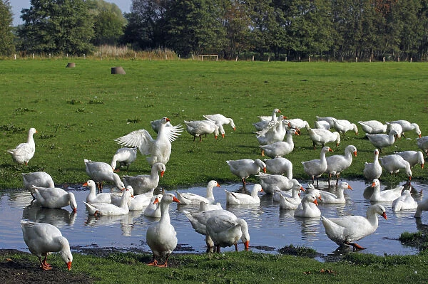 Domestic geese (Anser anser domestica), white geese on a small pond, geese on a free-range organic farm