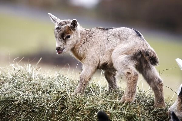 Domestic goat -Capra hircus, Capra aegagrus hircus-, kid climbing up a hay bale - IMPORTANT Non-exclusive usage, retail calendar, duration Jan. 1, 2016 - Dec. 31, 2016, territory DEU, AUT, CHE -