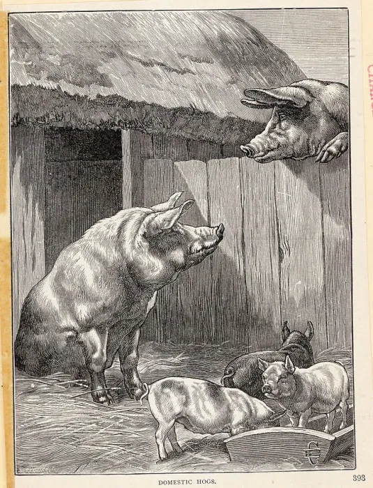 Framed Print : Domestic Hogs W / Piglets In Barnyard Framed Print : Domestic Hogs W / Piglets In Barnyard