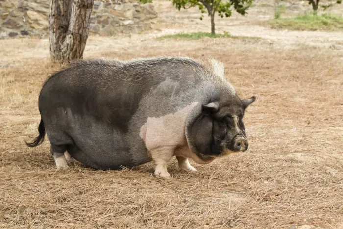 Framed Print : Domestic pig, pot-bellied pig -Sus scrofa domestica-, Portugal, Europe
