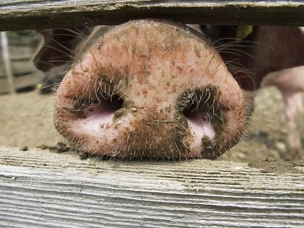 Domestic pig (Sus scrofa domestica) sticking its nose through a wooden fence