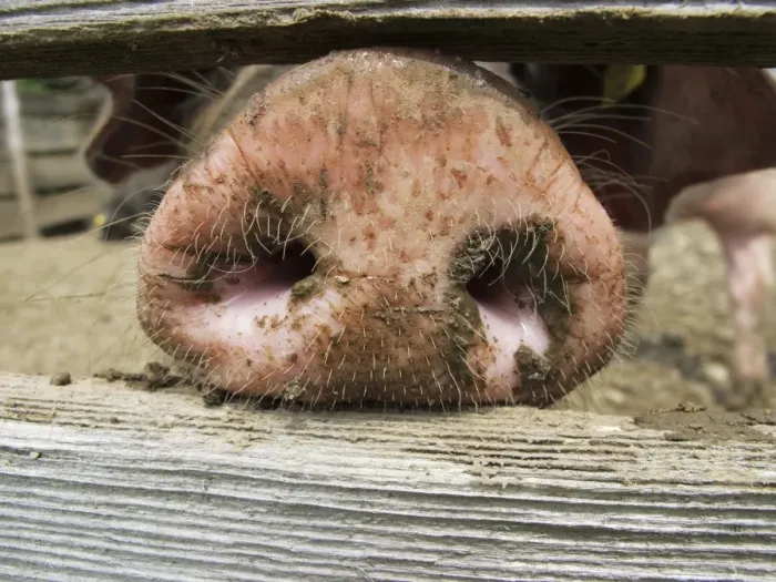 Framed Print : Domestic pig (Sus scrofa domestica) sticking its nose through a wooden fence Framed Print : Domestic pig (Sus scrofa domestica) sticking its nose through a wooden fence