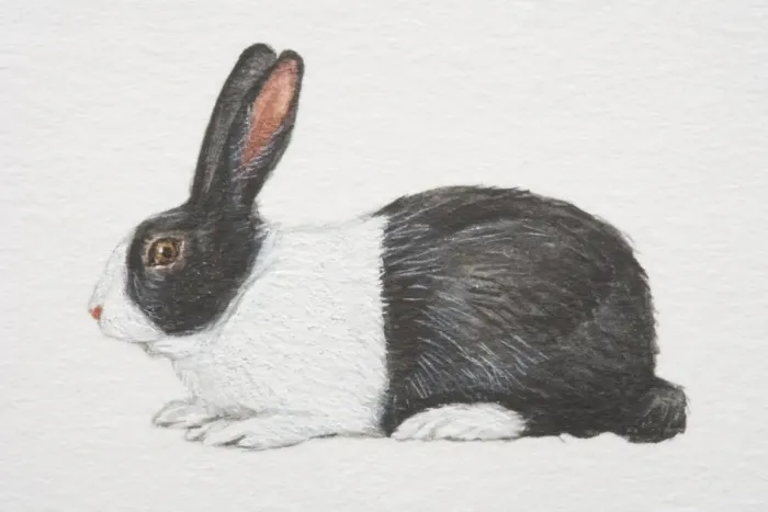 Framed Print : Domestic Rabbit (oryctolagus cuniculus), black and white, side view Framed Print : Domestic Rabbit (oryctolagus cuniculus), black and white, side view