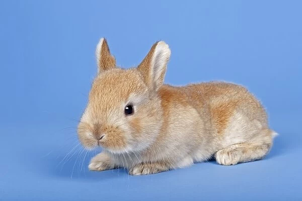 Domestic Rabbit -Oryctolagus cuniculus forma domestica-