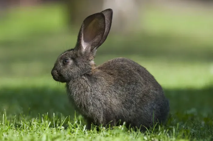 Framed Print : Domestic rabbit -Oryctolagus cuniculus forma domestica- in meadow, Poland, Europe Framed Print : Domestic rabbit -Oryctolagus cuniculus forma domestica- in meadow, Poland, Europe