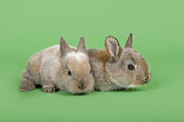 Two Domestic Rabbits -Oryctolagus cuniculus forma domestica-