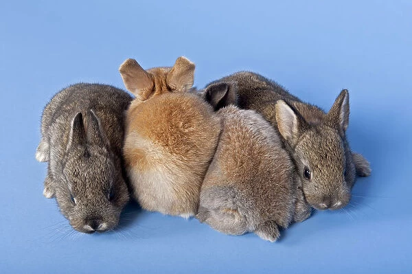 Four Domestic Rabbits -Oryctolagus cuniculus forma domestica-
