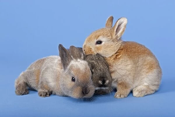 Three Domestic Rabbits -Oryctolagus cuniculus forma domestica-