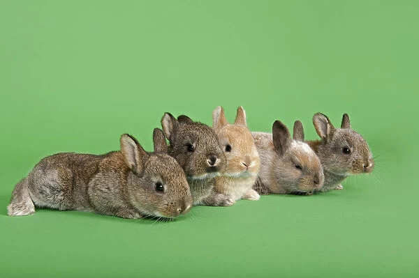 Five Domestic Rabbits -Oryctolagus cuniculus forma domestica-