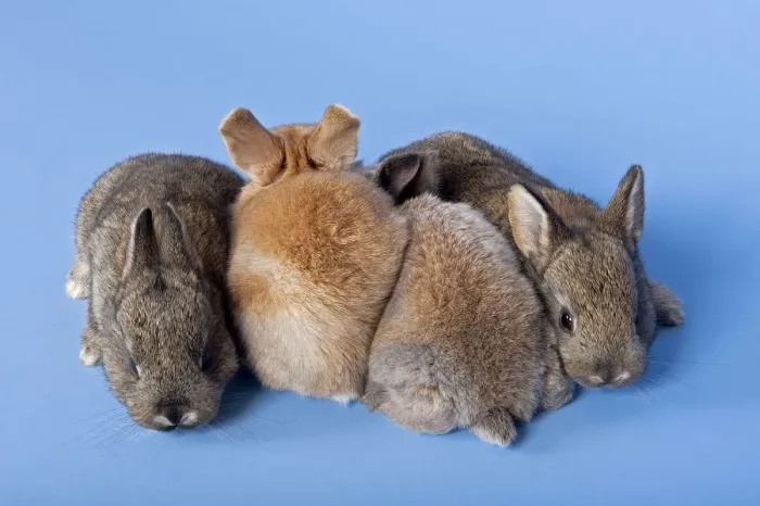 Framed Print : Four Domestic Rabbits -Oryctolagus cuniculus forma domestica- Framed Print : Four Domestic Rabbits -Oryctolagus cuniculus forma domestica-