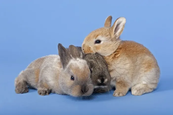 Framed Print : Three Domestic Rabbits -Oryctolagus cuniculus forma domestica-
