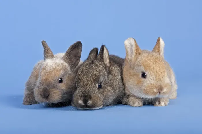 Framed Print : Three Domestic Rabbits -Oryctolagus cuniculus forma domestica- Framed Print : Three Domestic Rabbits -Oryctolagus cuniculus forma domestica-