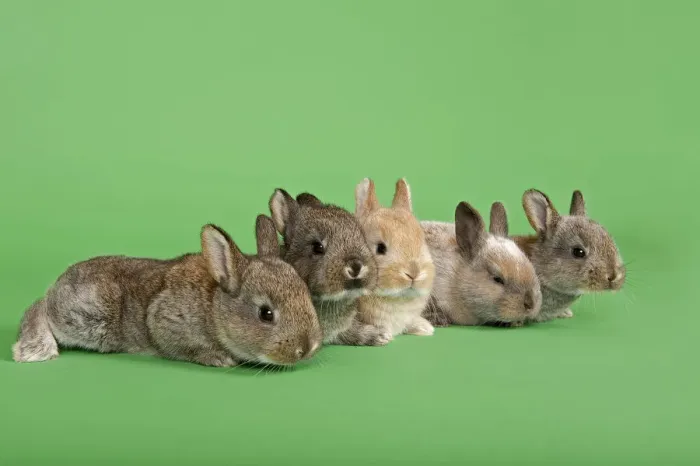 Framed Print : Five Domestic Rabbits -Oryctolagus cuniculus forma domestica- Framed Print : Five Domestic Rabbits -Oryctolagus cuniculus forma domestica-