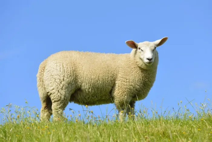 Framed Print : Domestic sheep, Westerhever, North Frisia, Schleswig-Holstein, northern Germany, Germany, Europe Framed Print : Domestic sheep, Westerhever, North Frisia, Schleswig-Holstein, northern Germany, Germany, Europe