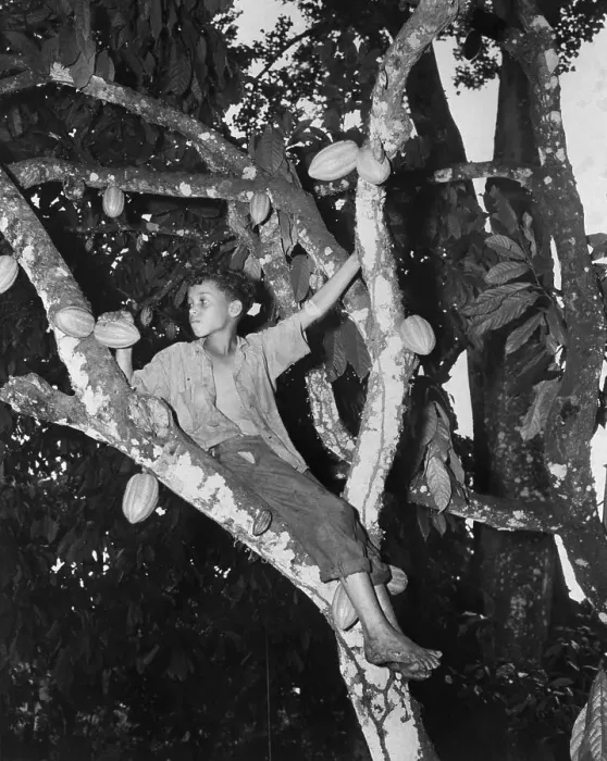 Framed Print : Dominican Boy Sits In Cocoa Tree