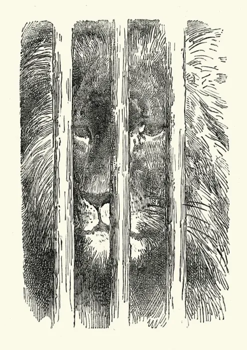 Framed Print : Don Quixote - The Caged Lion Framed Print : Don Quixote - The Caged Lion