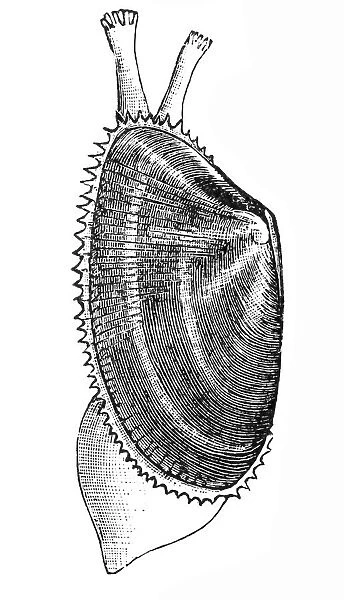 Donax trunculus (abrupt wedge shell, wedge clam)