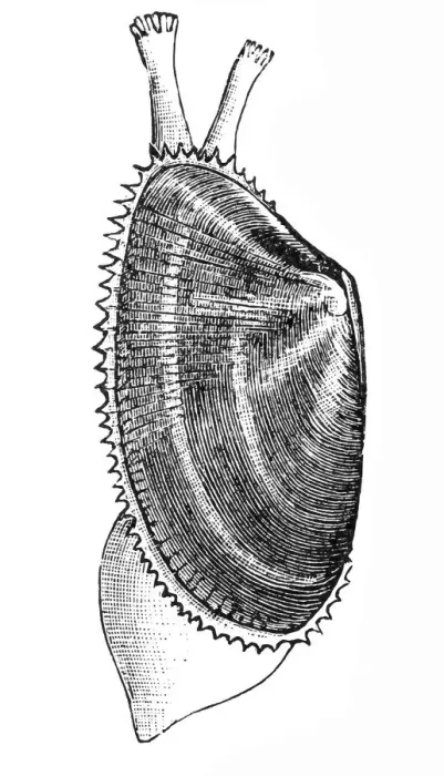 Framed Print : Donax trunculus (abrupt wedge shell, wedge clam)