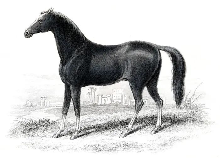 Framed Print : Dongola race horse 1841 Framed Print : Dongola race horse 1841