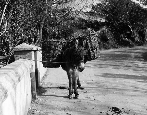 Donkey. April 1955: Donkey in County Kerry, Ireland (Photo by Fox Photos / Getty Images)