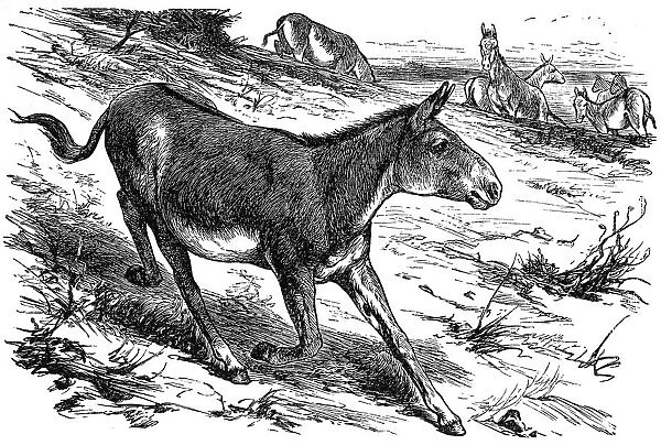 Donkey or Ass (equus hemionus)