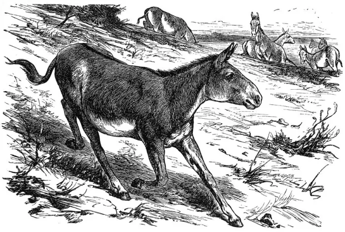 Framed Print : Donkey or Ass (equus hemionus) Framed Print : Donkey or Ass (equus hemionus)