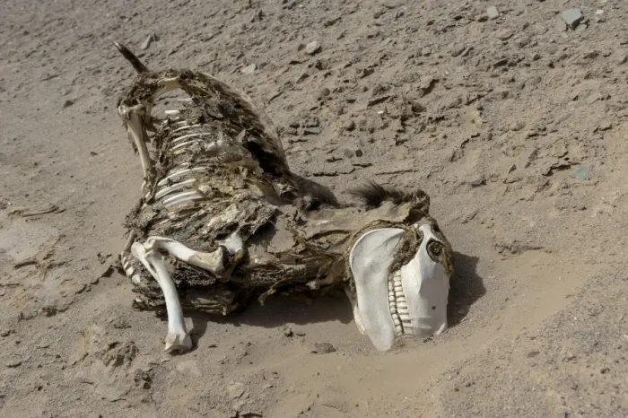 Framed Print : Donkey carcass -Equus asinus asinus- in a desert, Bolivia