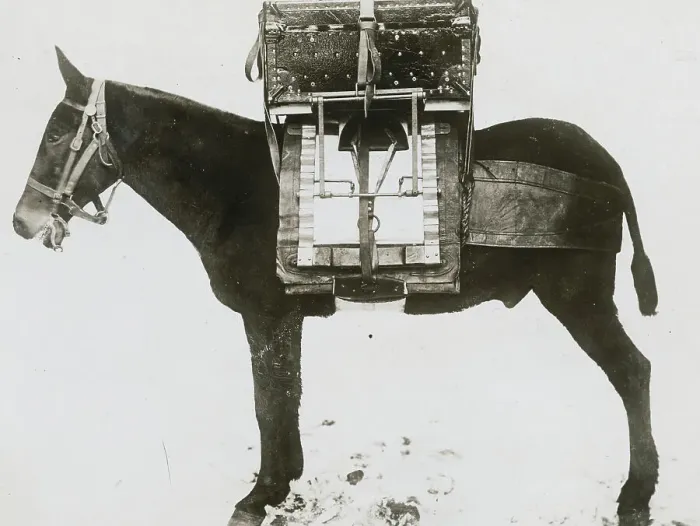 Framed Print : Donkey Carrying Portable Telegraph
