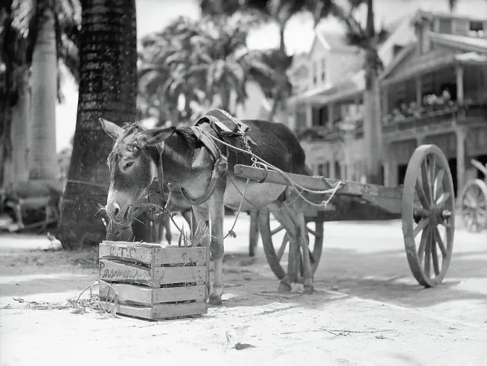 Framed Print : Donkey with Cart Eating Framed Print : Donkey with Cart Eating
