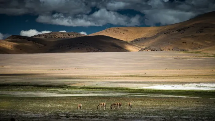 Framed Print : Donkey herds on grass field Framed Print : Donkey herds on grass field