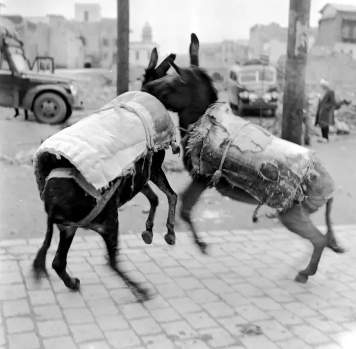 Framed Print : Donkey Play