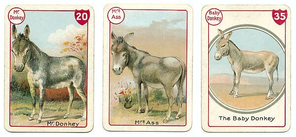 Three donkey playing cards Victorian animal families game