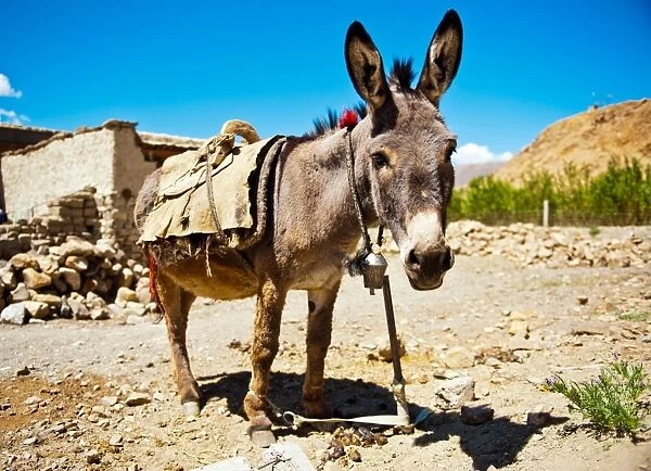 Donkey in Tiberan village