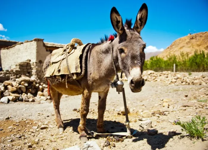 Framed Print : Donkey in Tiberan village Framed Print : Donkey in Tiberan village