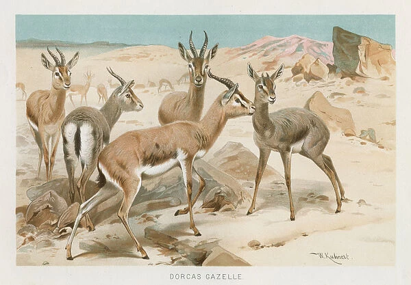 Dorcas Gazelle chromolithograph 1896