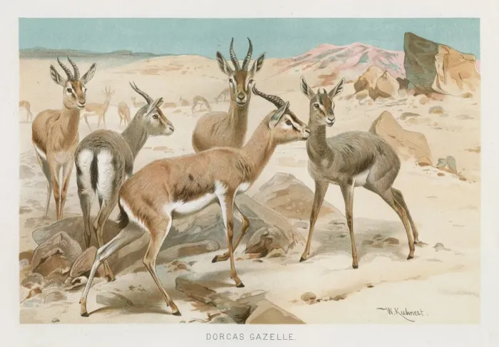 Framed Print : Dorcas Gazelle chromolithograph 1896 Framed Print : Dorcas Gazelle chromolithograph 1896