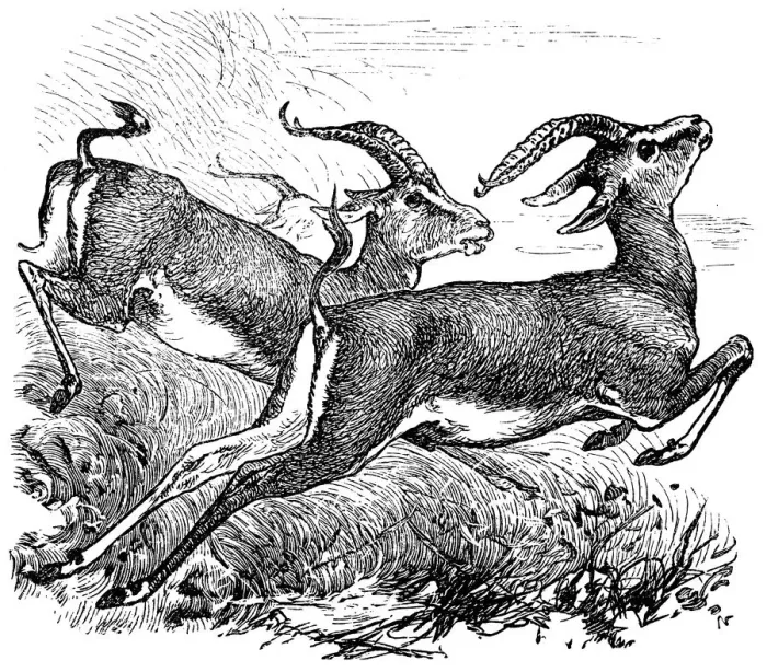Framed Print : Dorcas Gazelle or Gazella dorcas or Ariel Gazelle