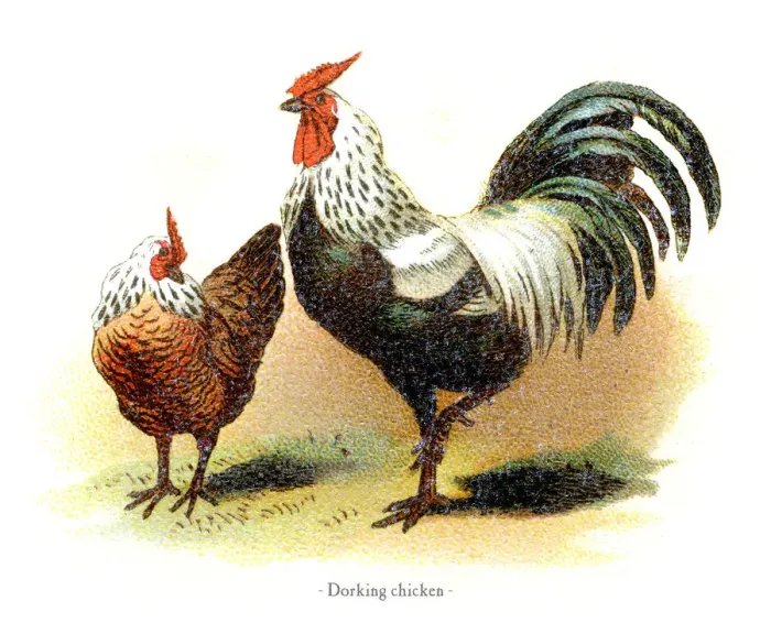 Framed Print : Dorking chicken chromolithography 1882