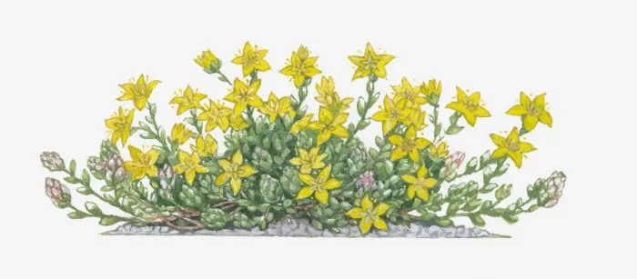 Framed Print : Dorling Kindersley Collection Framed Print : Dorling Kindersley Collection