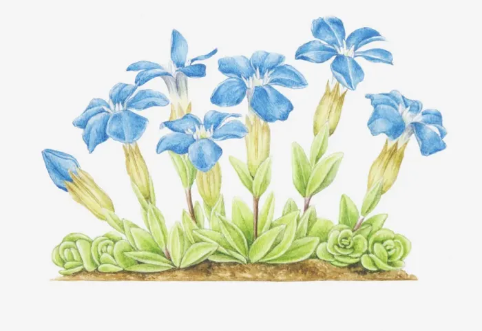Framed Print : Dorling Kindersley Collection Framed Print : Dorling Kindersley Collection